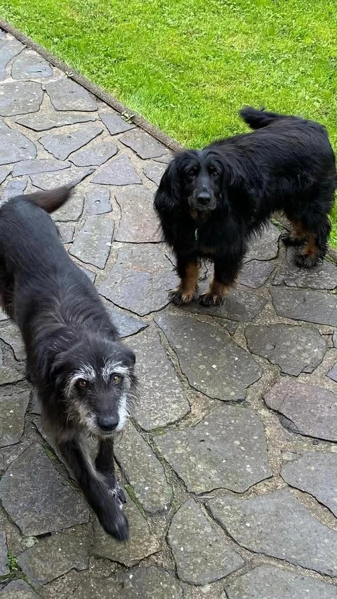 Molly a Tina, senior Mixed Breed for adoption at Túlavá labka