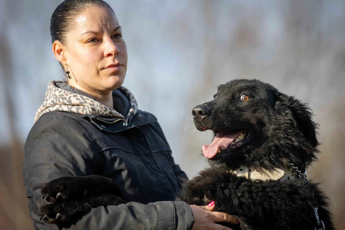 Nico, male 4yo mixed breed for adoption at Túlavá labka
