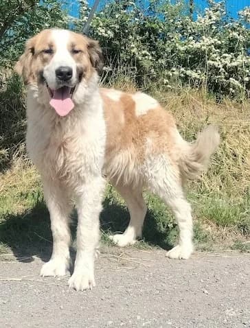 Panam, male Mixed Breed for adoption at Túlavá labka