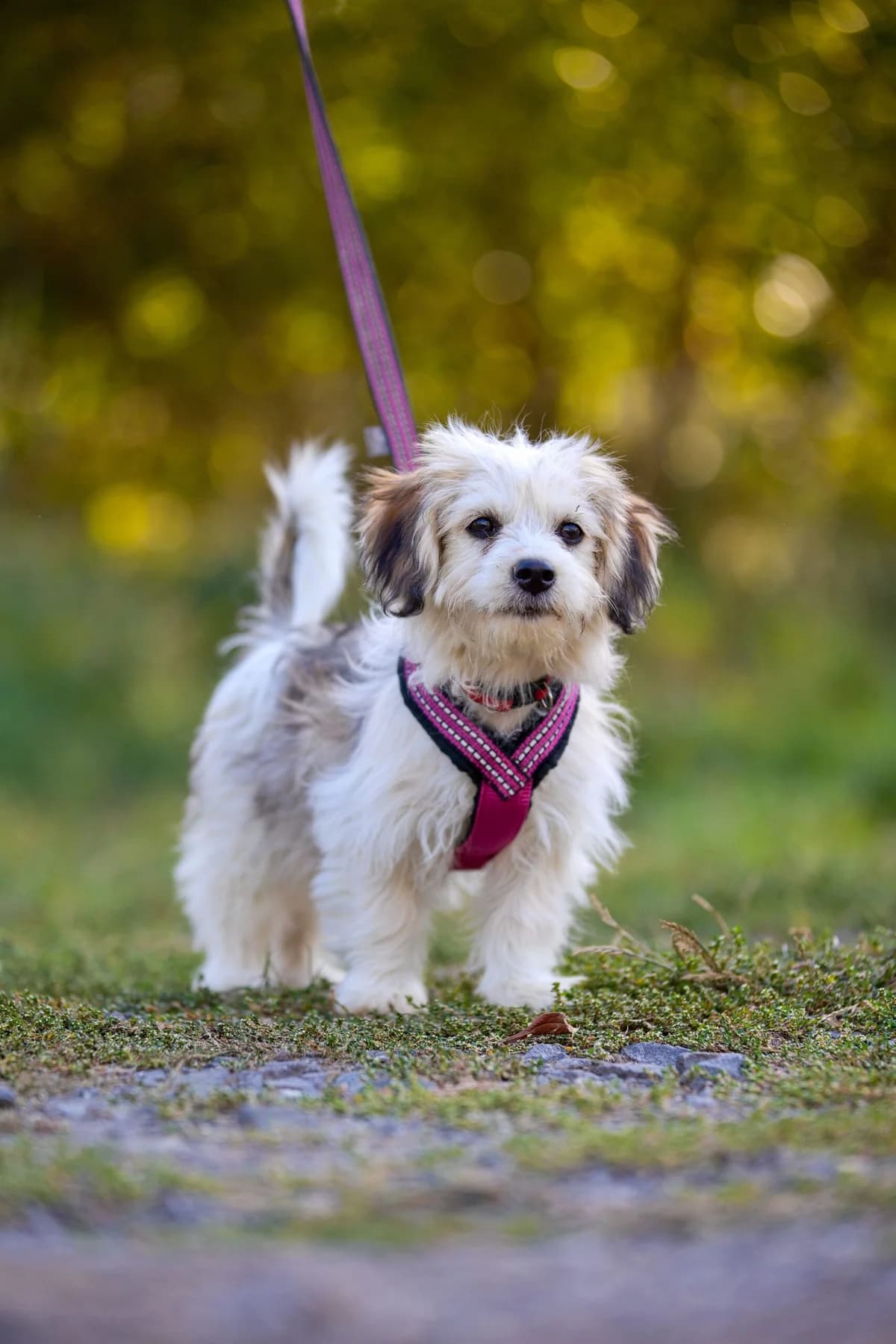 Piškótka, young Mixed Breed for adoption at Túlavá labka