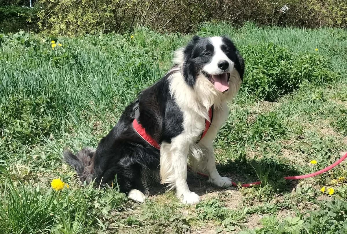 Rafael, male Mixed Breed for adoption at Túlavá labka