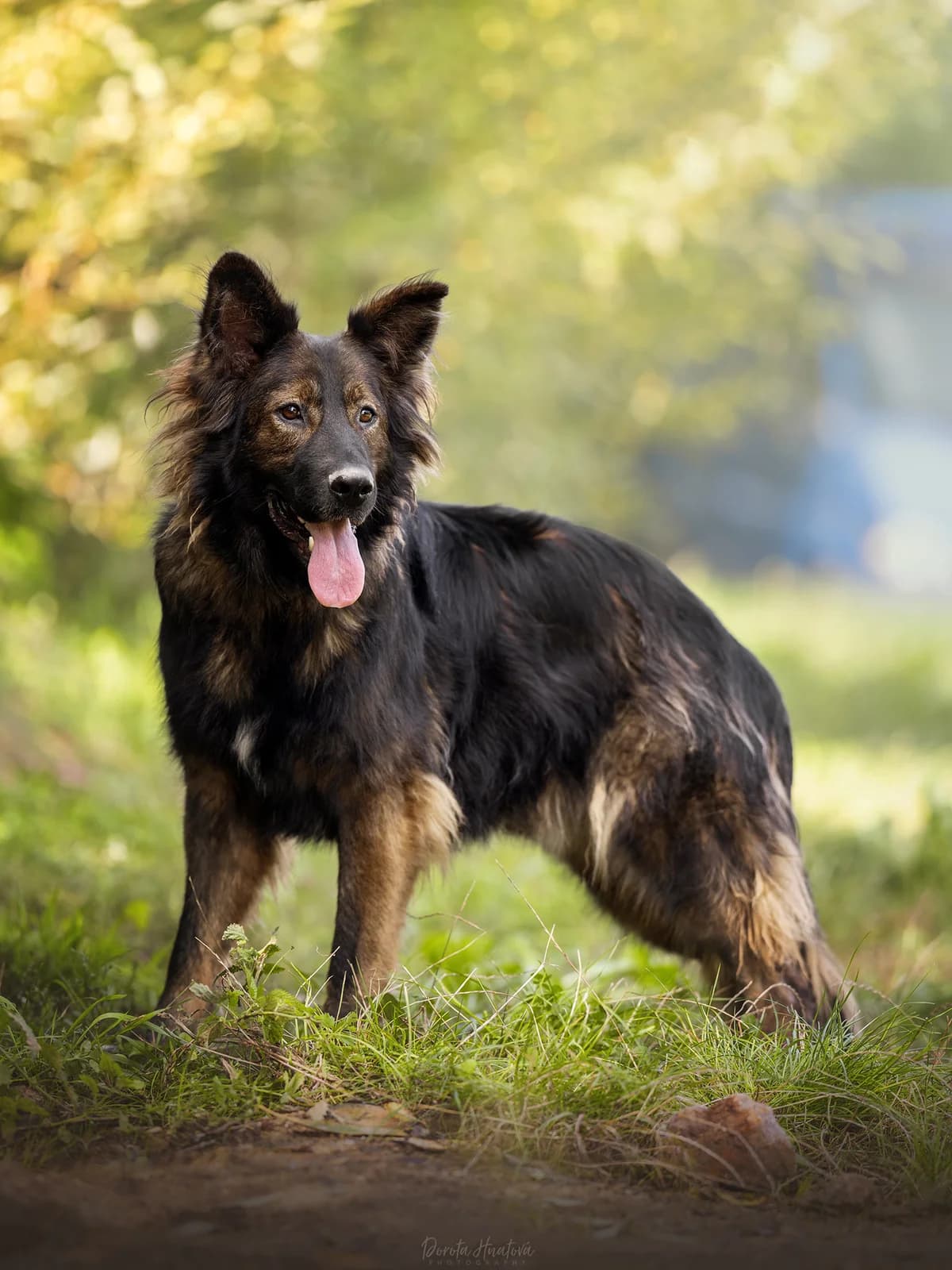 Ramiréz, male mixed breed for adoption at Túlavá labka