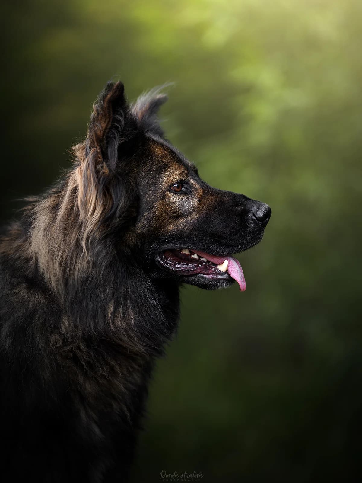 Ramiréz, male young mixed breed for adoption at Túlavá labka