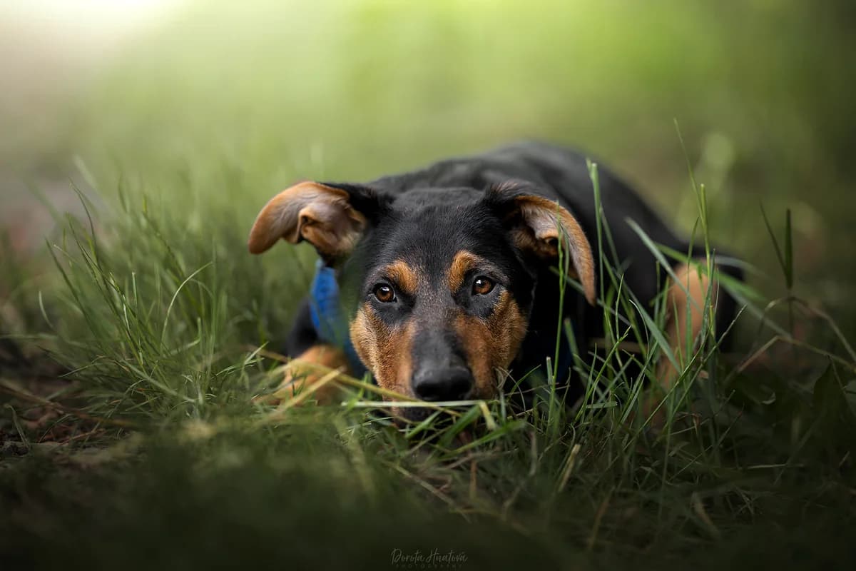 Ramzes, young Mixed Breed for adoption at Túlavá labka