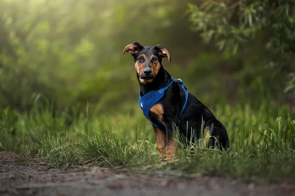 Ramzes, young mixed breed for adoption at Túlavá labka