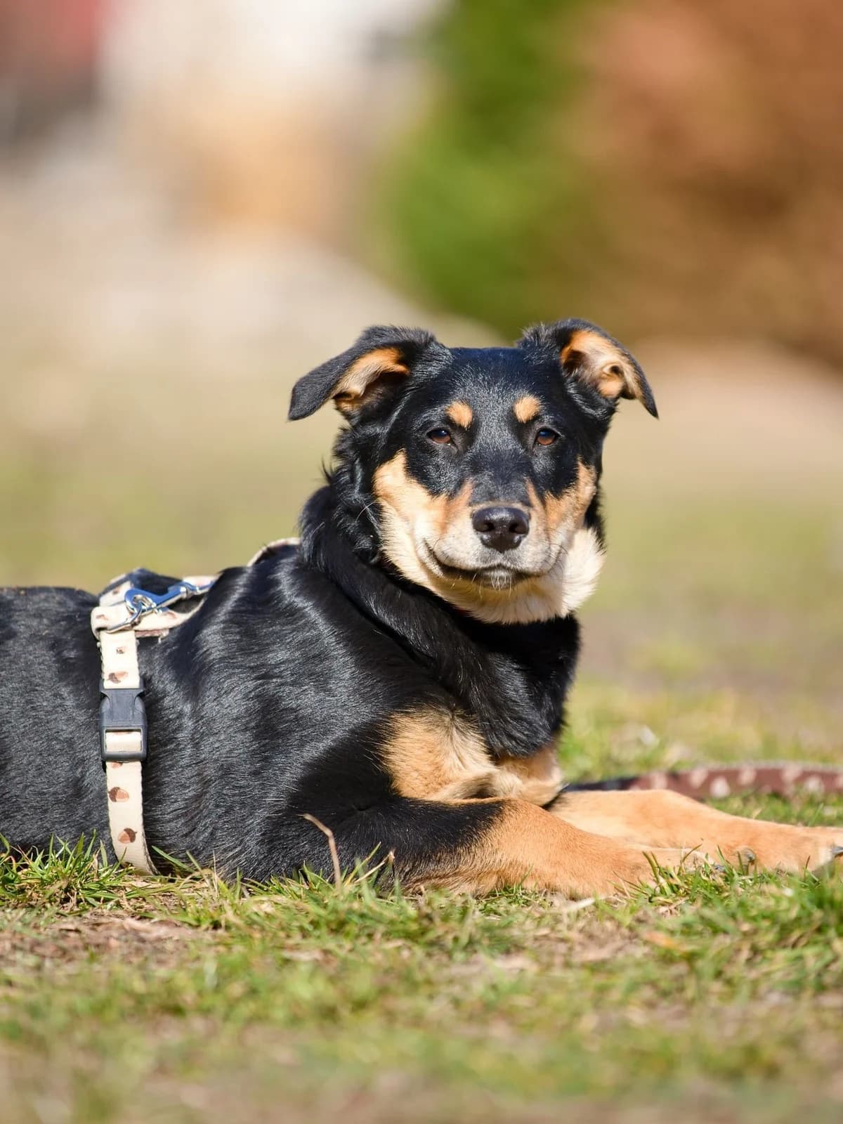 Ramzes a Tutan, young mixed breed for adoption at Túlavá labka
