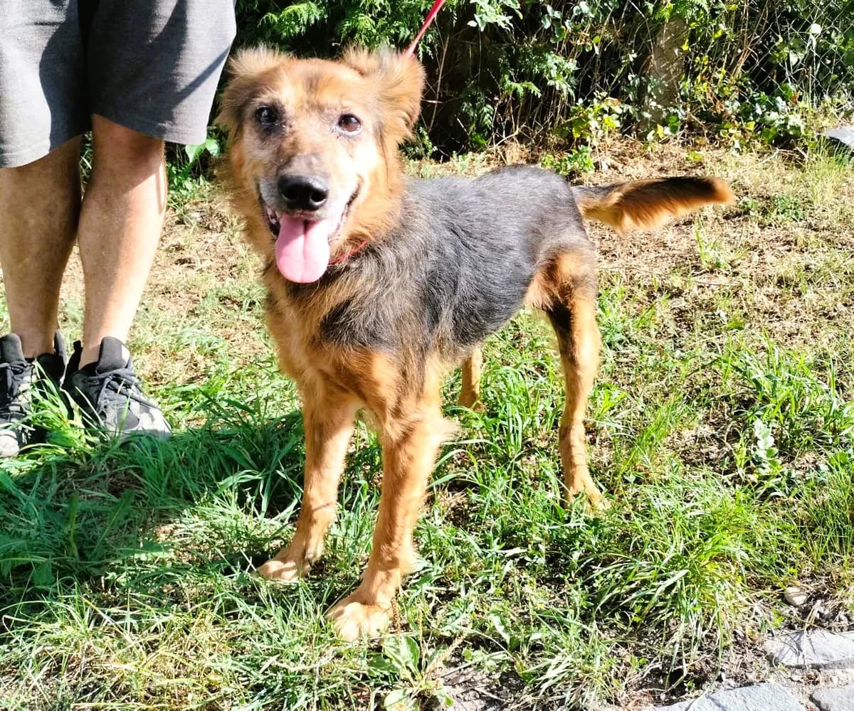 Stella, senior Mixed Breed for adoption at Túlavá labka