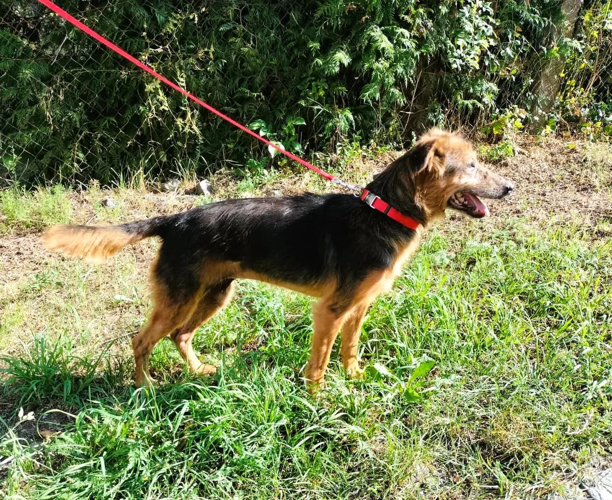 Stella, senior Mixed Breed for adoption at Túlavá labka