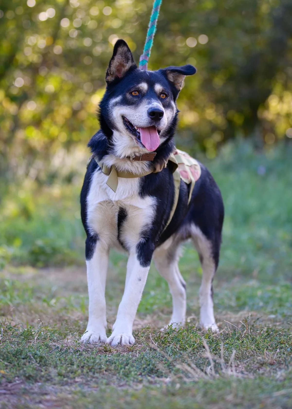 Taro, male Husky for adoption at Túlavá labka