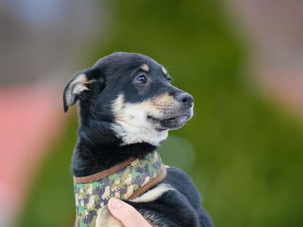 Tefal, young mixed breed for adoption at Túlavá labka