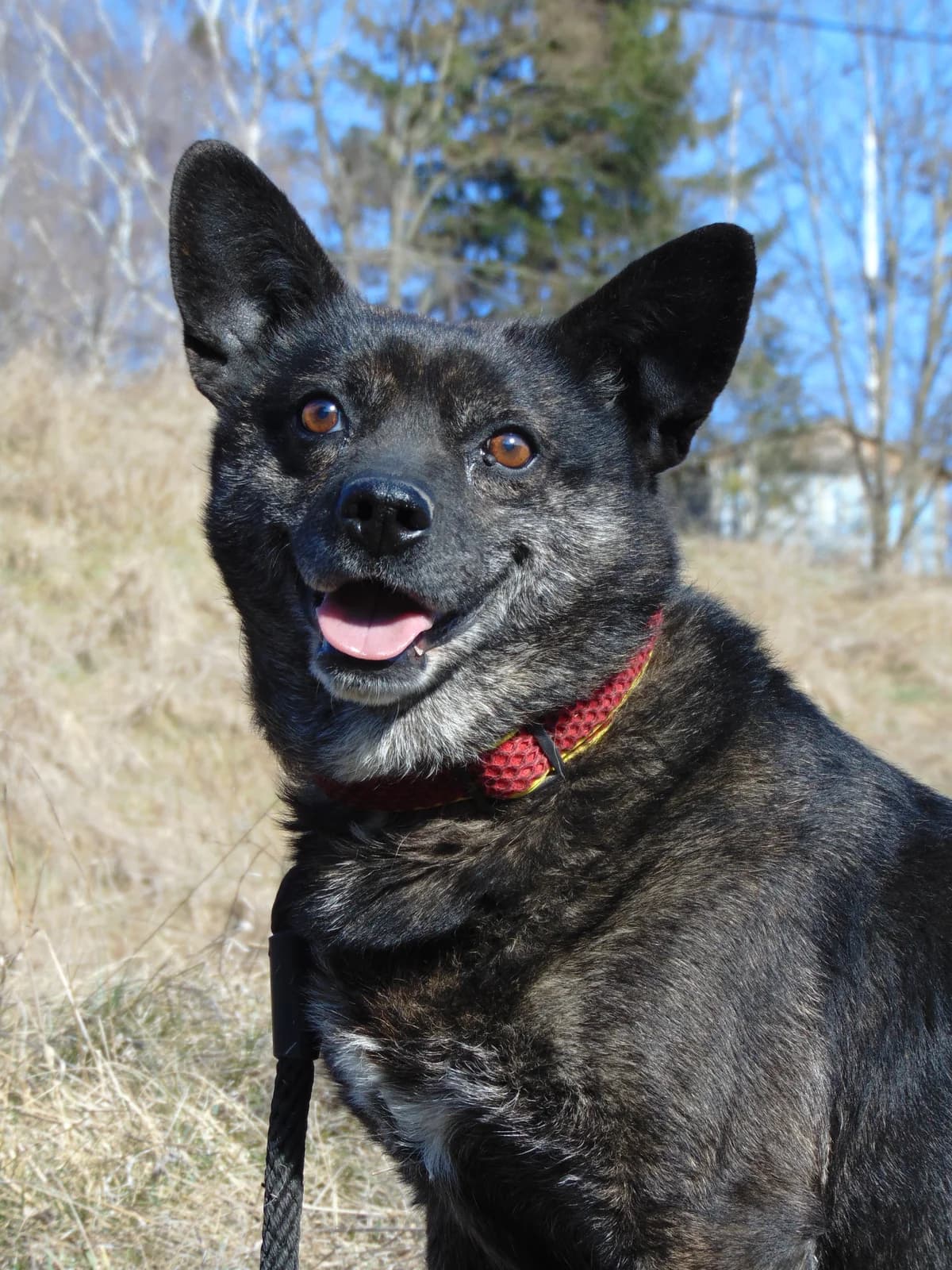 Tris, 3yo Mixed Breed for adoption at Túlavá labka