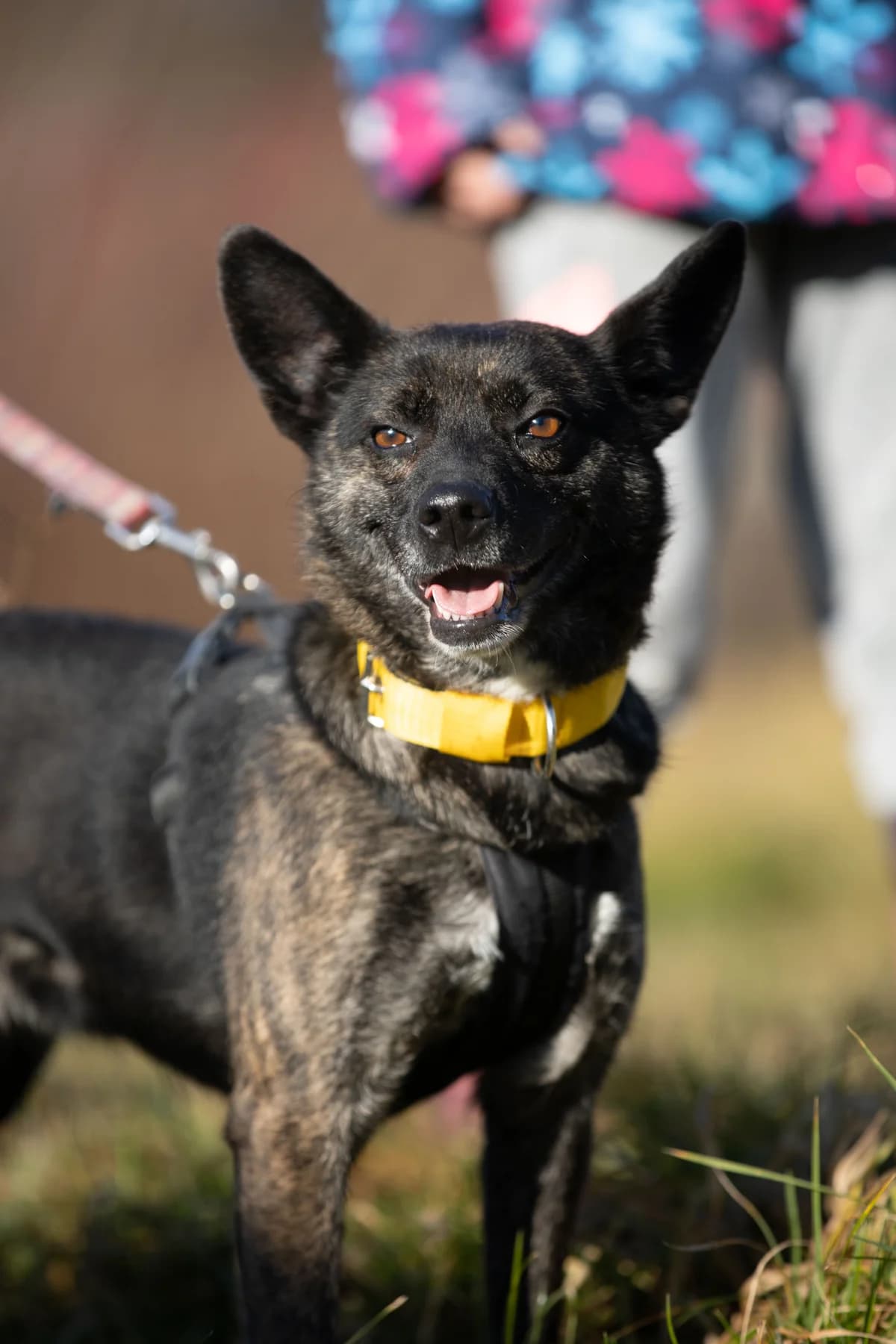 Tris, 5yo Mixed Breed for adoption at Túlavá labka