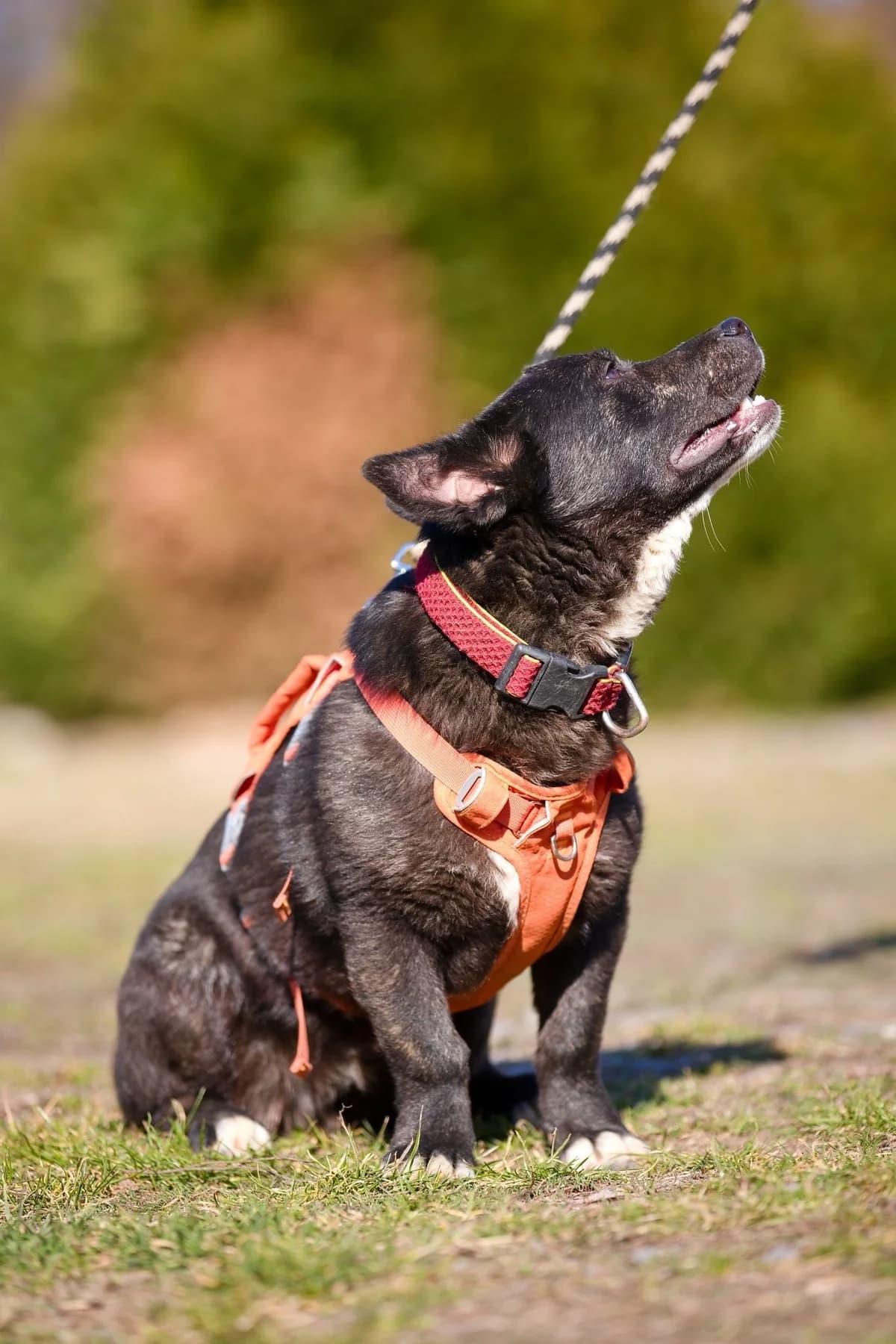Volvo, mixed breed for adoption at Túlavá labka