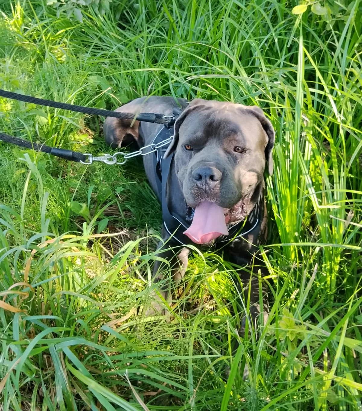 Zeus, male 3yo Mixed Breed for adoption at Túlavá labka