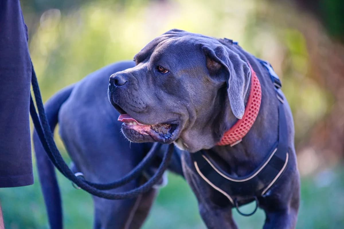 Zeus, male 3yo Mixed Breed for adoption at Túlavá labka