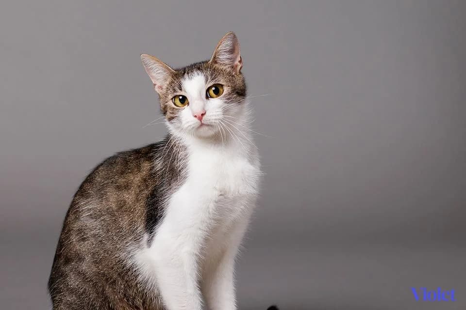 Tia, mixed breed for adoption at OZ Tulkáčik
