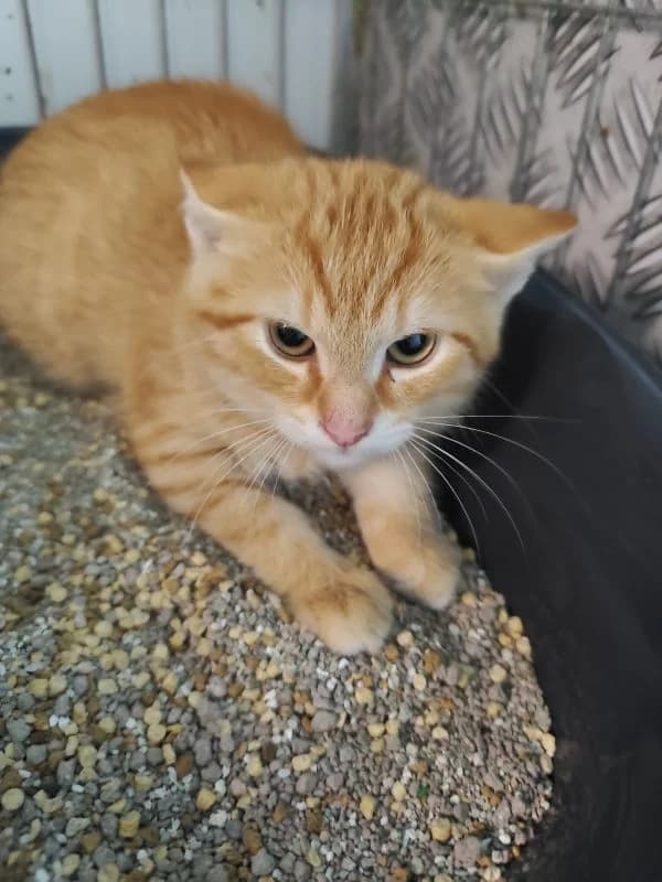 Tino, young Mixed Breed for adoption at Utulok Piestany, Utulek Piestany