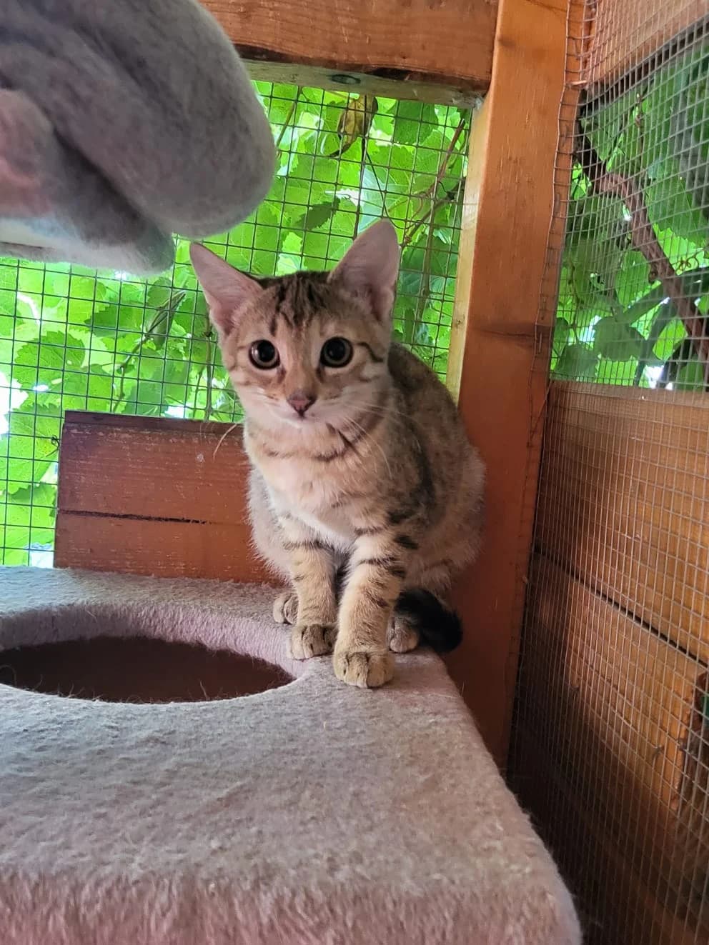 Tina v DO, young Mixed Breed for adoption at Utulok Piestany, Utulek Piestany