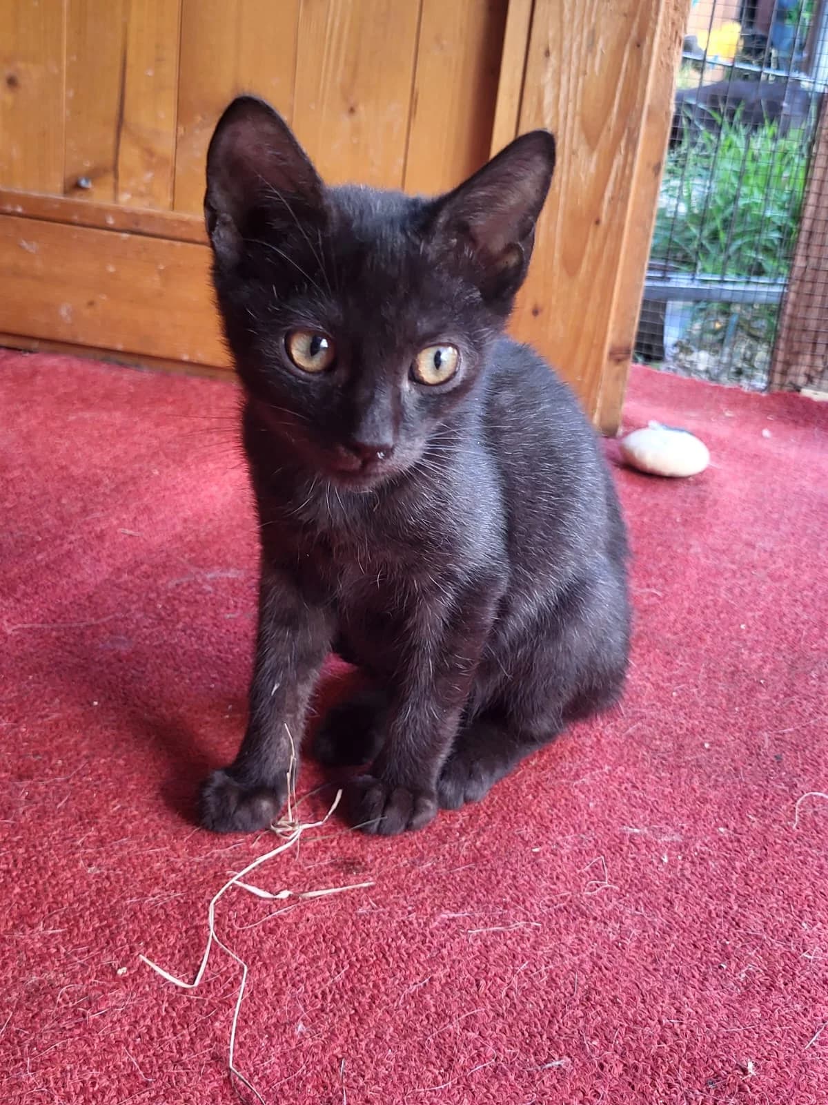 Kiki v DO, young Mixed Breed for adoption at Utulok Piestany, Utulek Piestany
