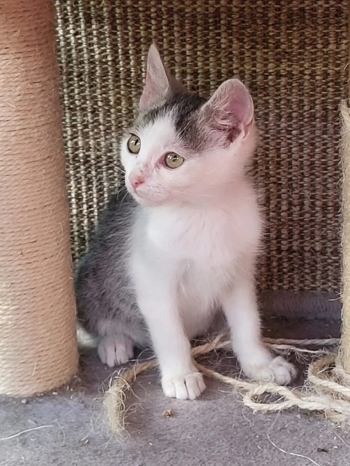 Kajo v DO, young Mixed Breed for adoption at Utulok Piestany, Utulek Piestany