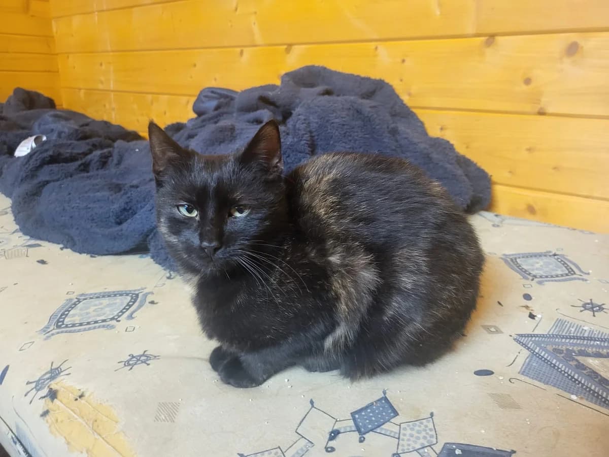 Danka, young Mixed Breed for adoption at Utulok Piestany, Utulek Piestany