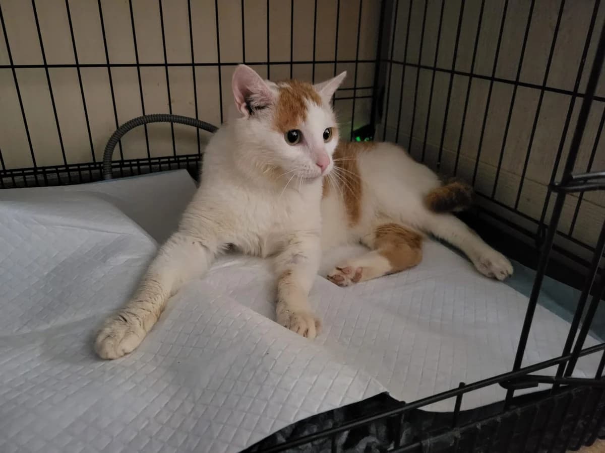 Scar v DO, young Mixed Breed for adoption at Utulok Piestany, Utulek Piestany