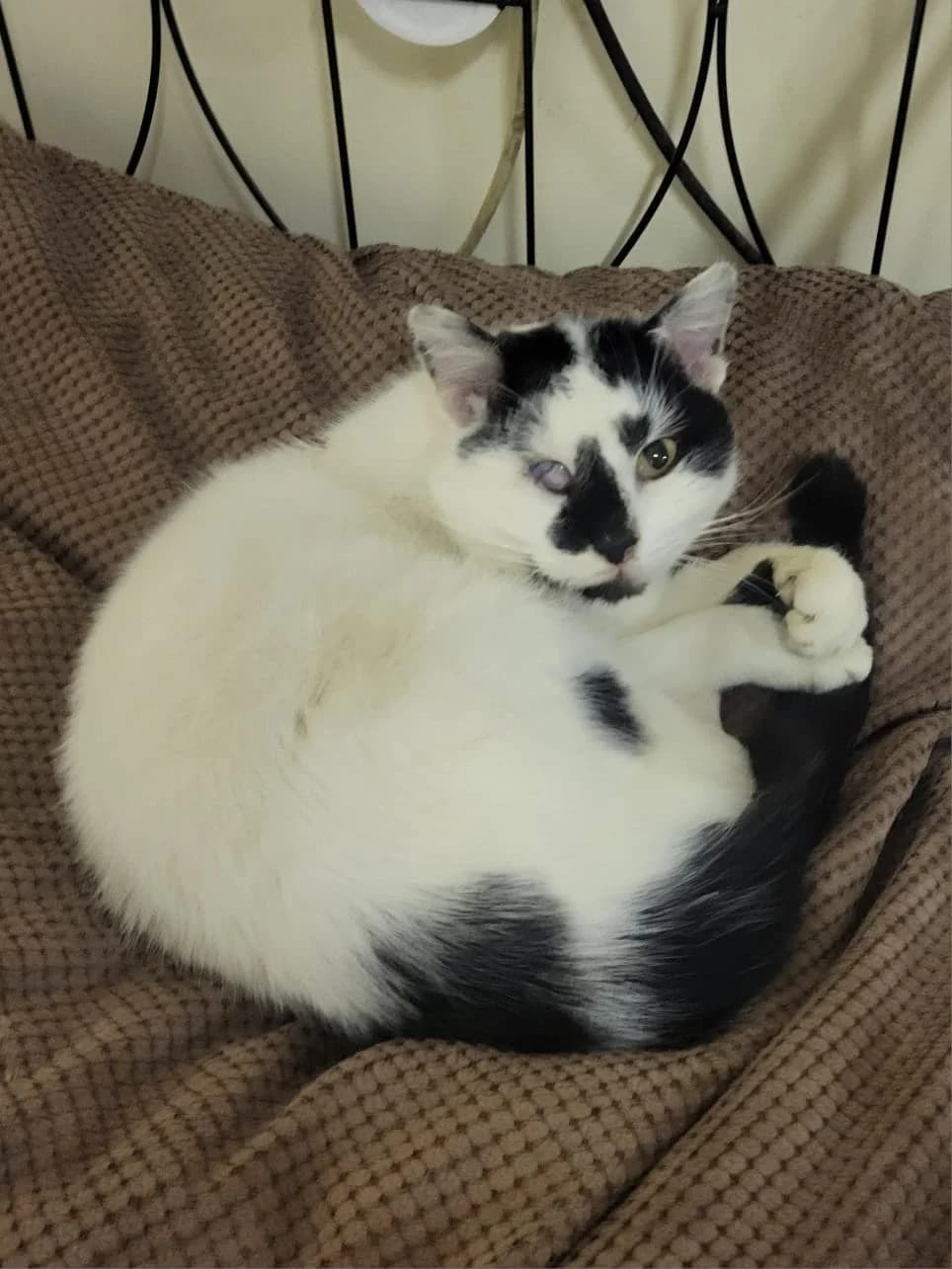 Nica v DO, 4yo Mixed Breed for adoption at Utulok Piestany, Utulek Piestany