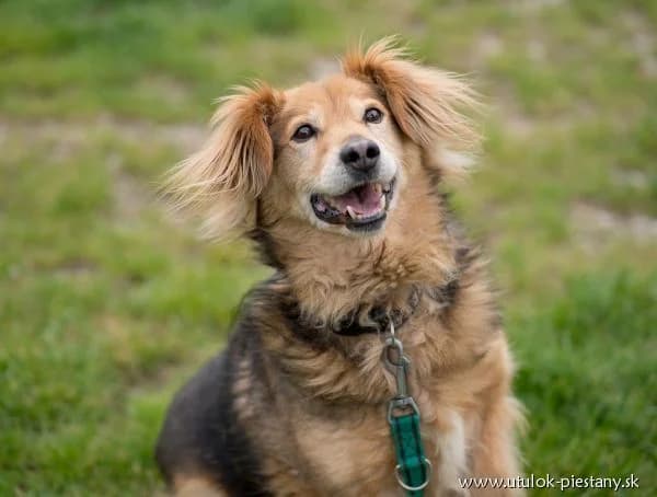 Batido, senior Mixed Breed for adoption at Utulok Piestany, Utulek Piestany