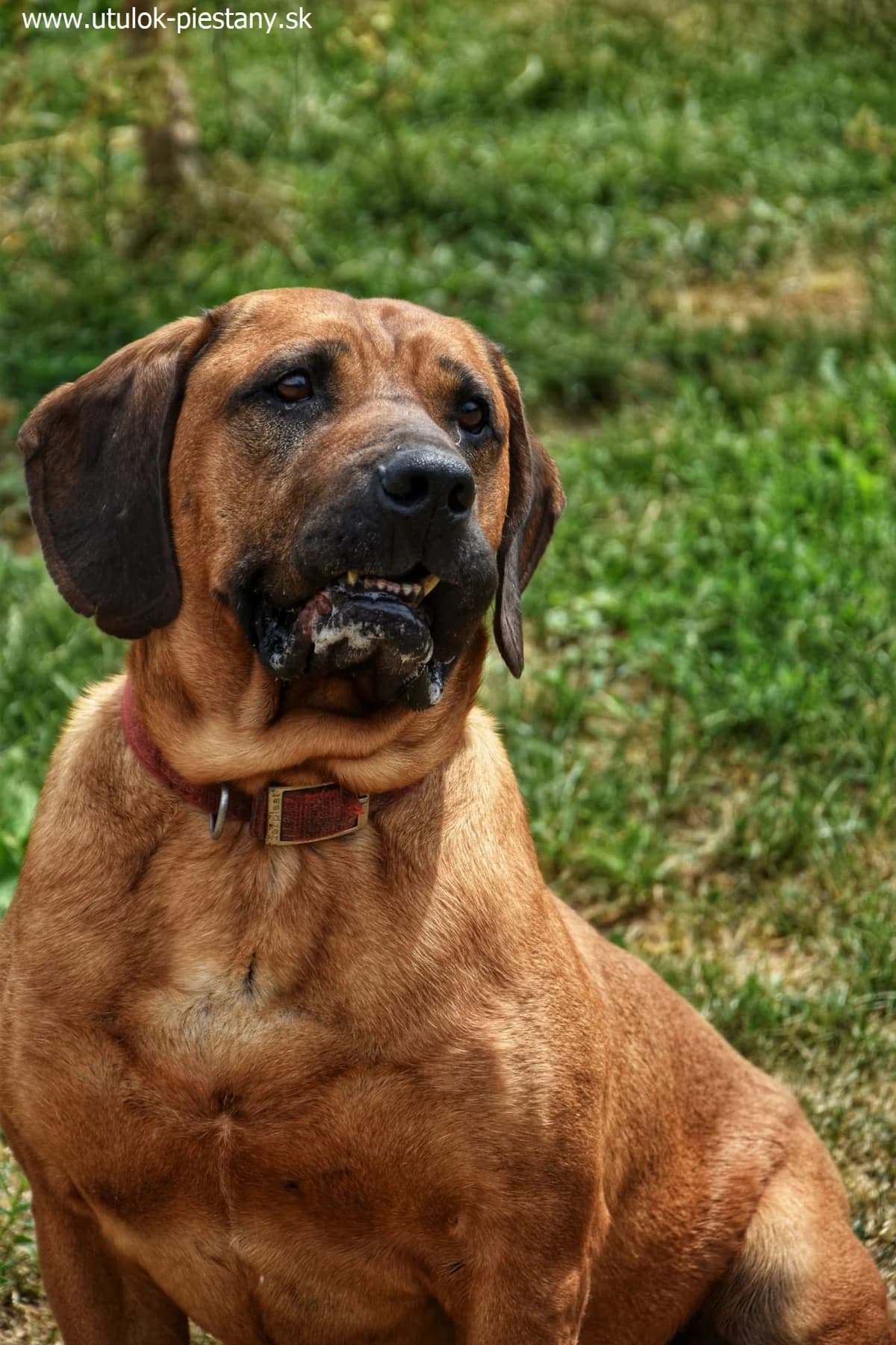 Dimi, 7yo Mixed Breed for adoption at Utulok Piestany, Utulek Piestany