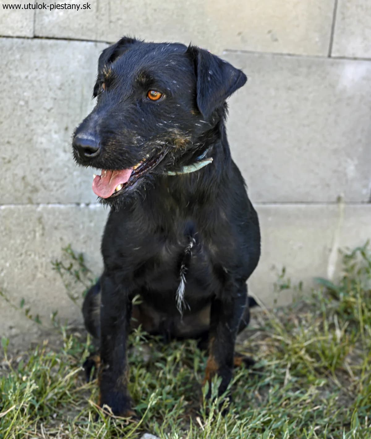 Struppi, 6yo Mixed Breed for adoption at Utulok Piestany, Utulek Piestany