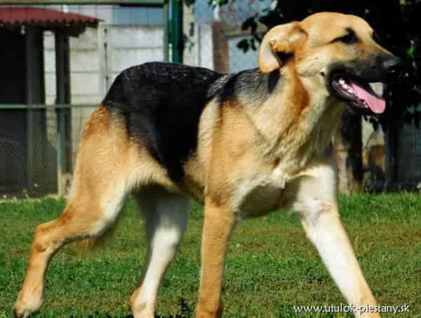Nizo, senior Mixed Breed for adoption at Utulok Piestany, Utulek Piestany