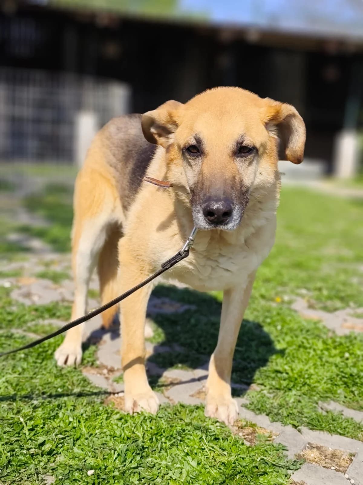 Nizo, senior Mixed Breed for adoption at Utulok Piestany, Utulek Piestany