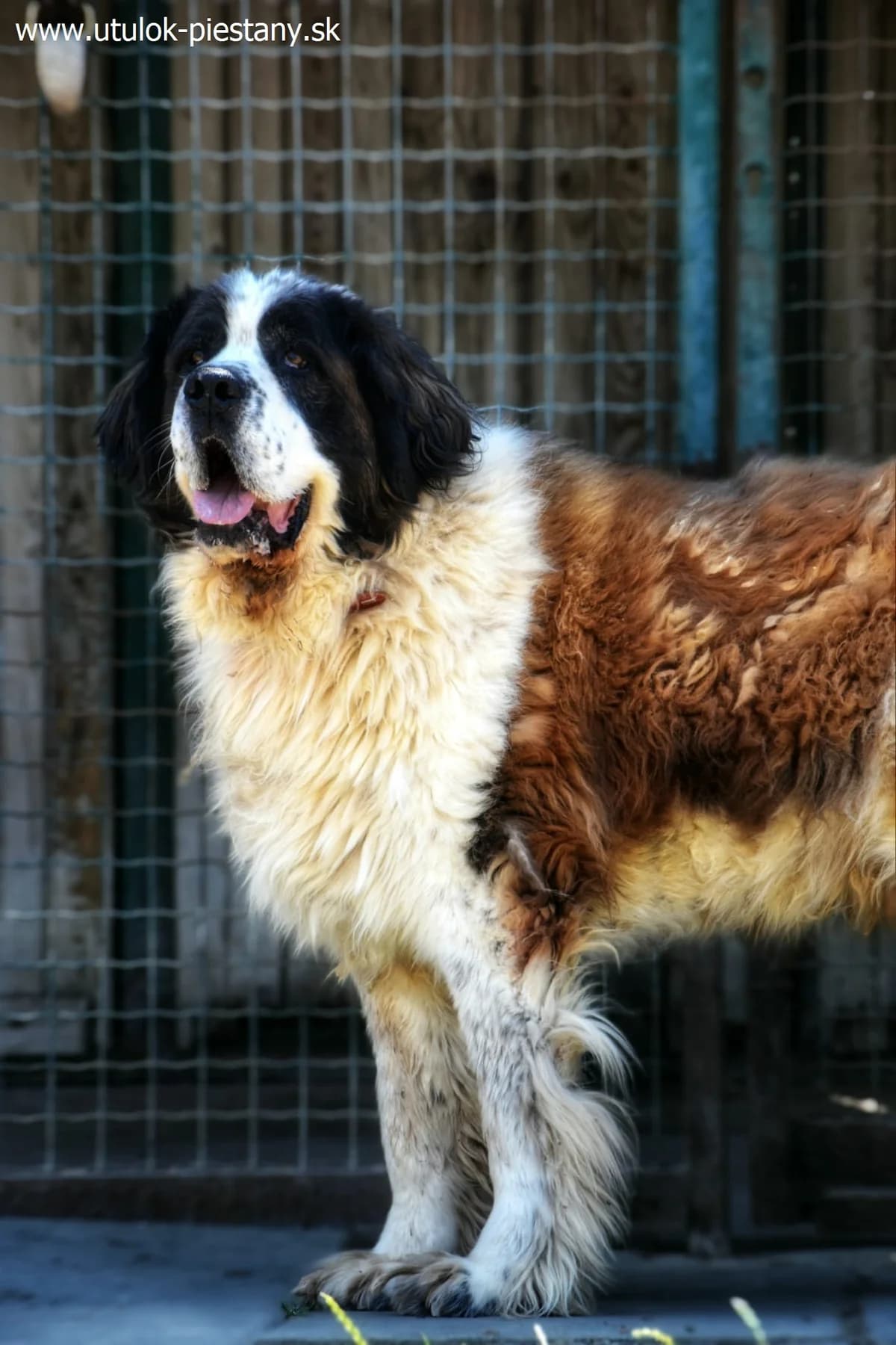 Belfor, senior Mixed Breed for adoption at Utulok Piestany, Utulek Piestany