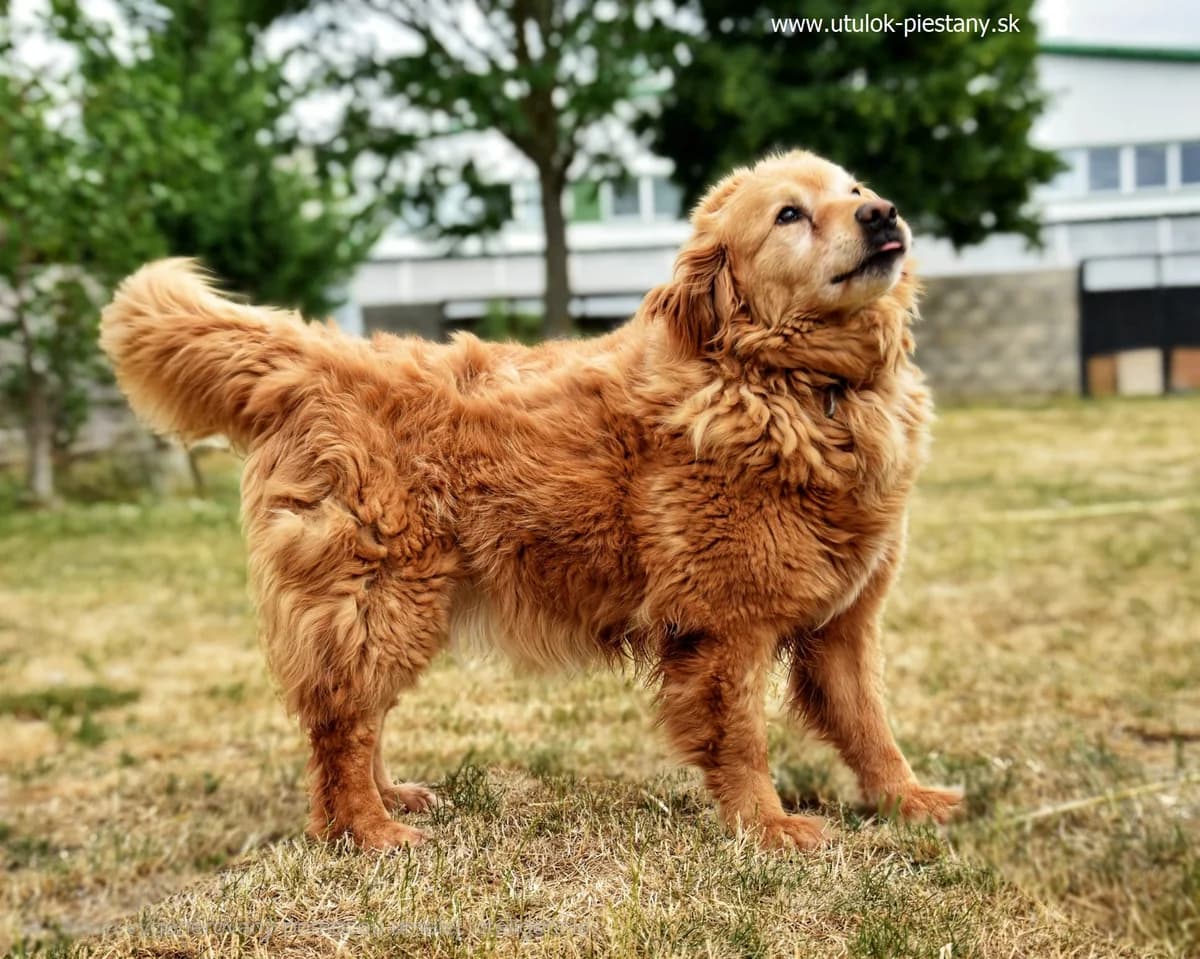 Tarun, senior Mixed Breed for adoption at Utulok Piestany, Utulek Piestany