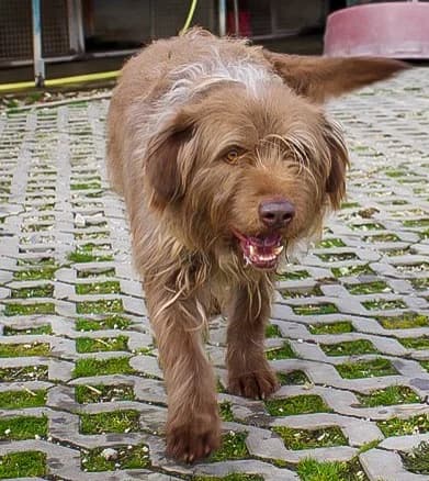 Kolin, 7yo Mixed Breed for adoption at Utulok Piestany, Utulek Piestany
