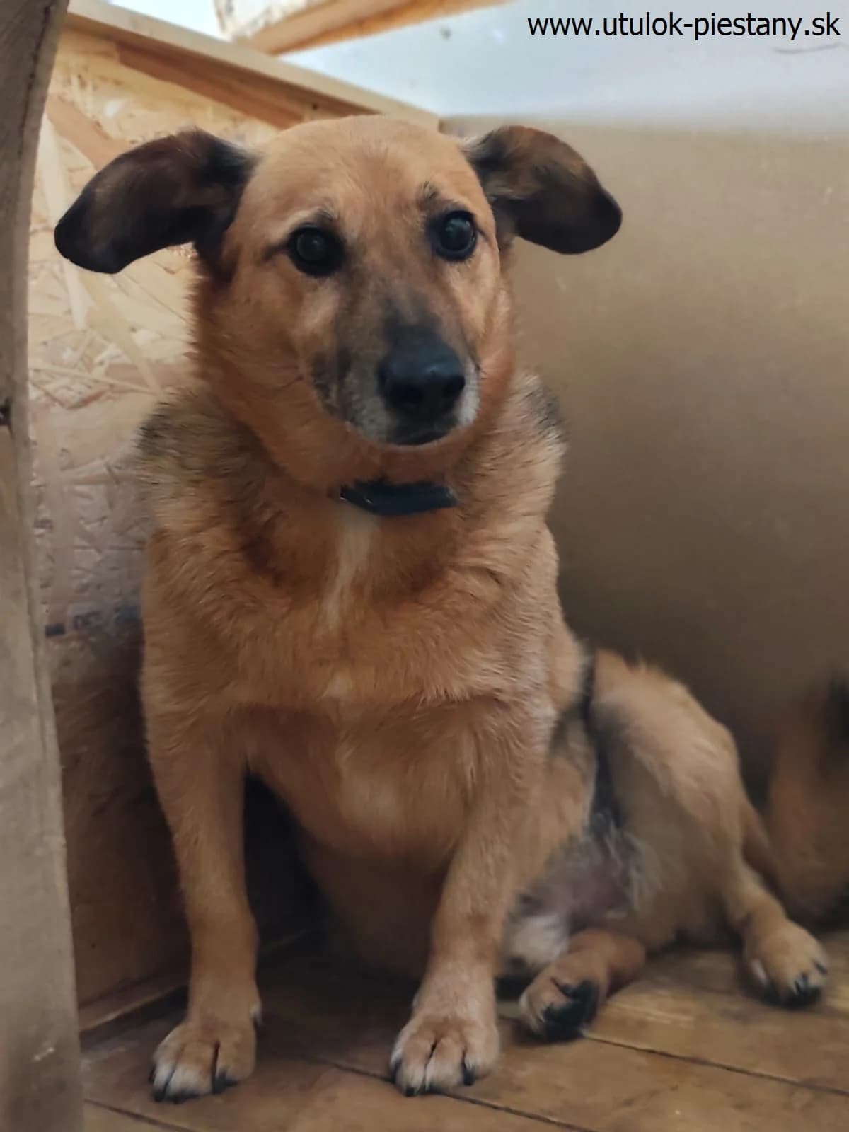 Yon, senior Mixed Breed for adoption at Utulok Piestany, Utulek Piestany