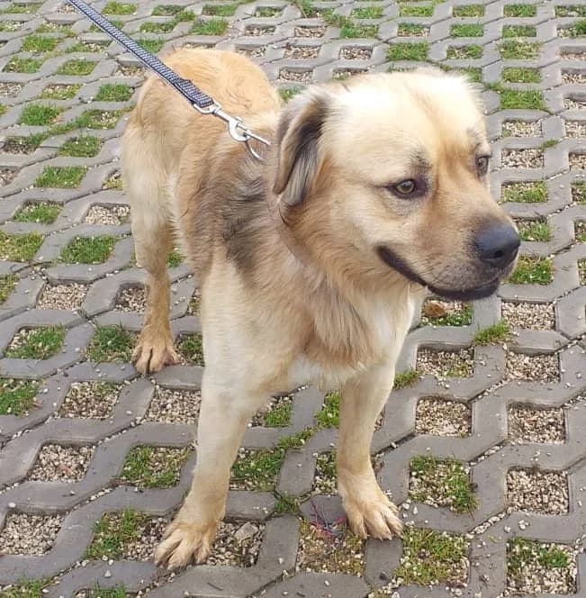Rorik-Tugdil, 5yo Mixed Breed for adoption at Utulok Piestany, Utulek Piestany