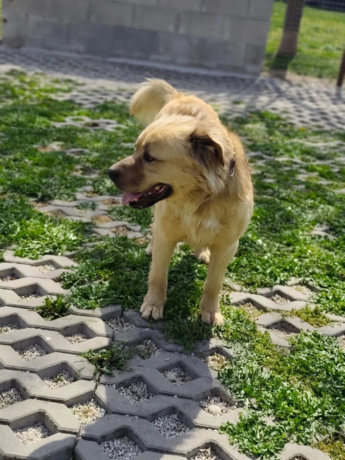 Rorik-Tugdil, 5yo Mixed Breed for adoption at Utulok Piestany, Utulek Piestany