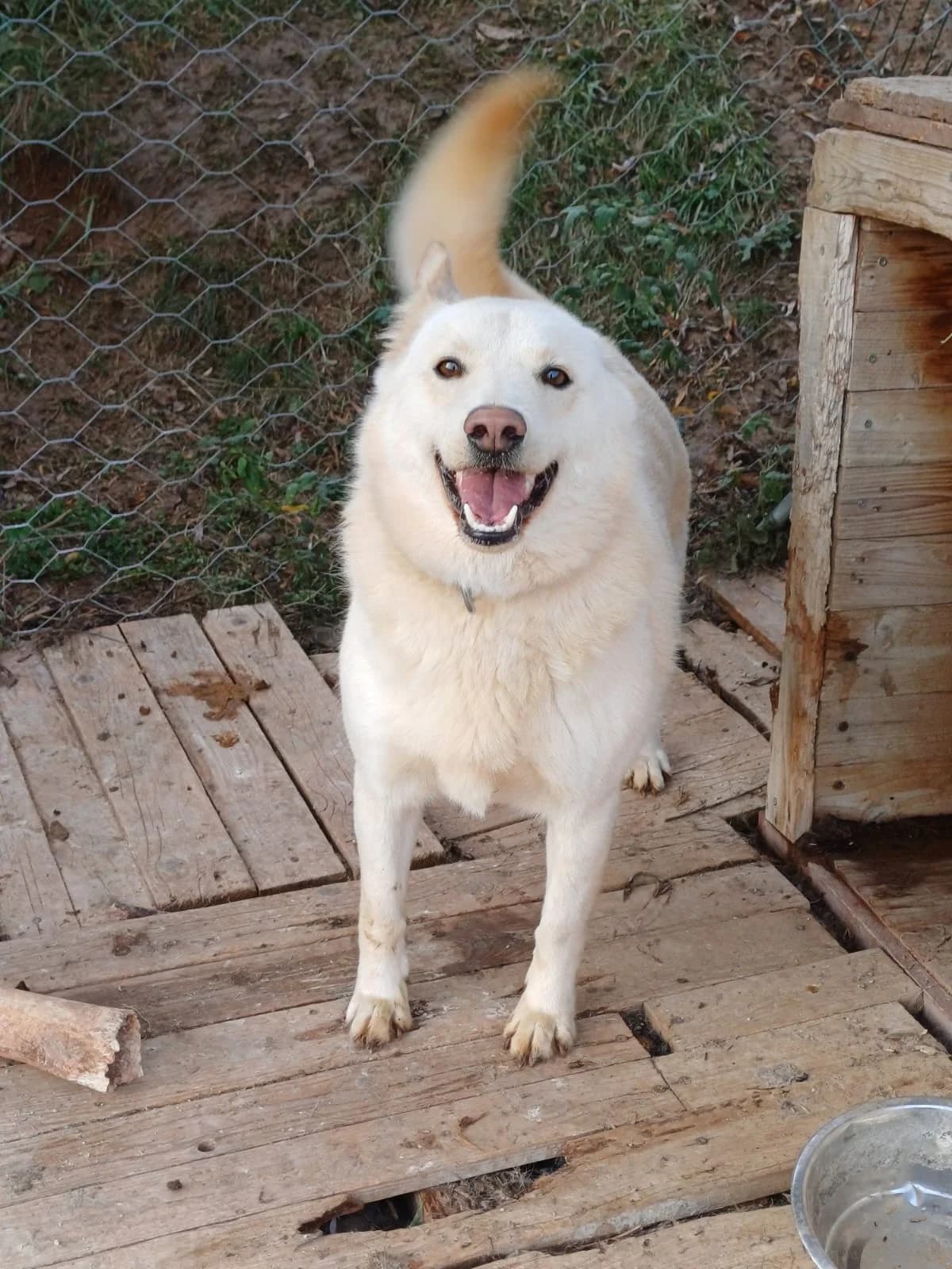 Kiran-Marley, 3yo Mixed Breed for adoption at Utulok Piestany, Utulek Piestany