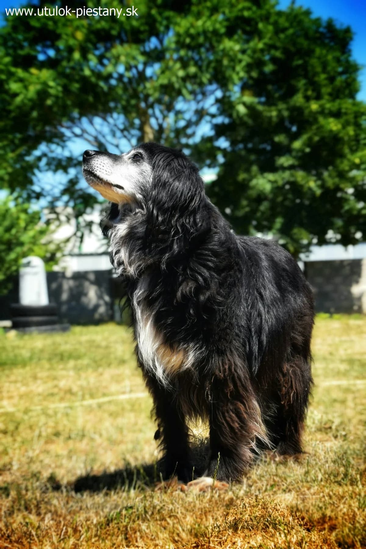 Gugo, senior Mixed Breed for adoption at Utulok Piestany, Utulek Piestany