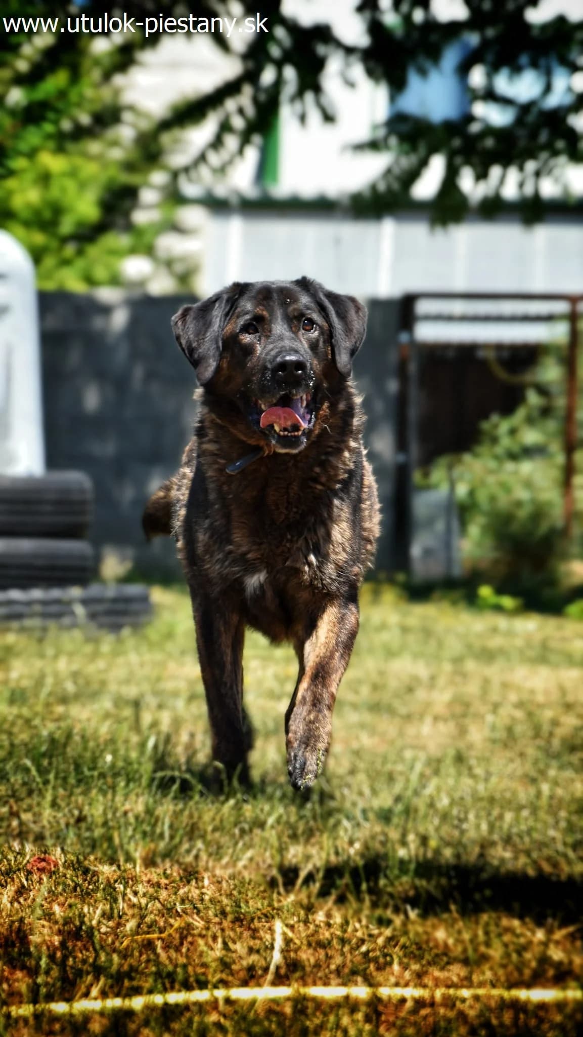 Shell, senior Mixed Breed for adoption at Utulok Piestany, Utulek Piestany