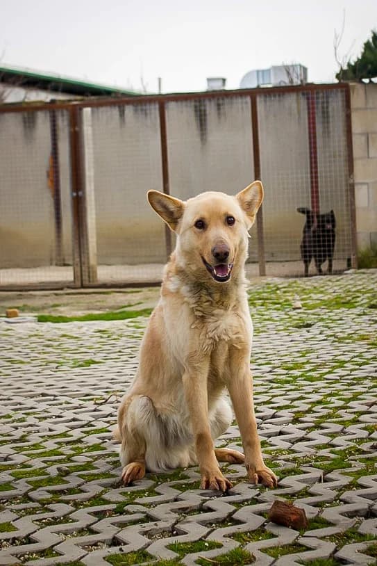 Matel, 5yo Mixed Breed for adoption at Utulok Piestany, Utulek Piestany