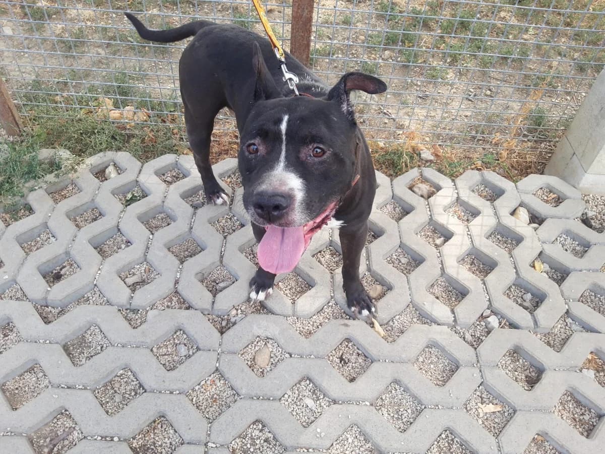 Grnčo, senior Mixed Breed for adoption at Utulok Piestany, Utulek Piestany