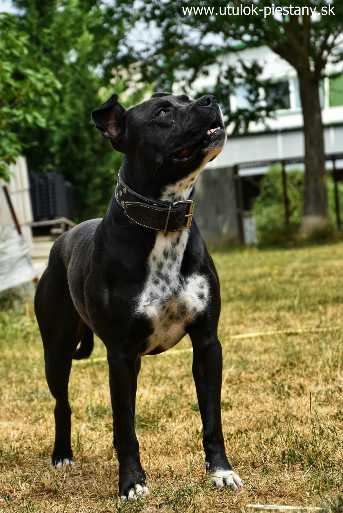 Adam, young Mixed Breed for adoption at Utulok Piestany, Utulek Piestany