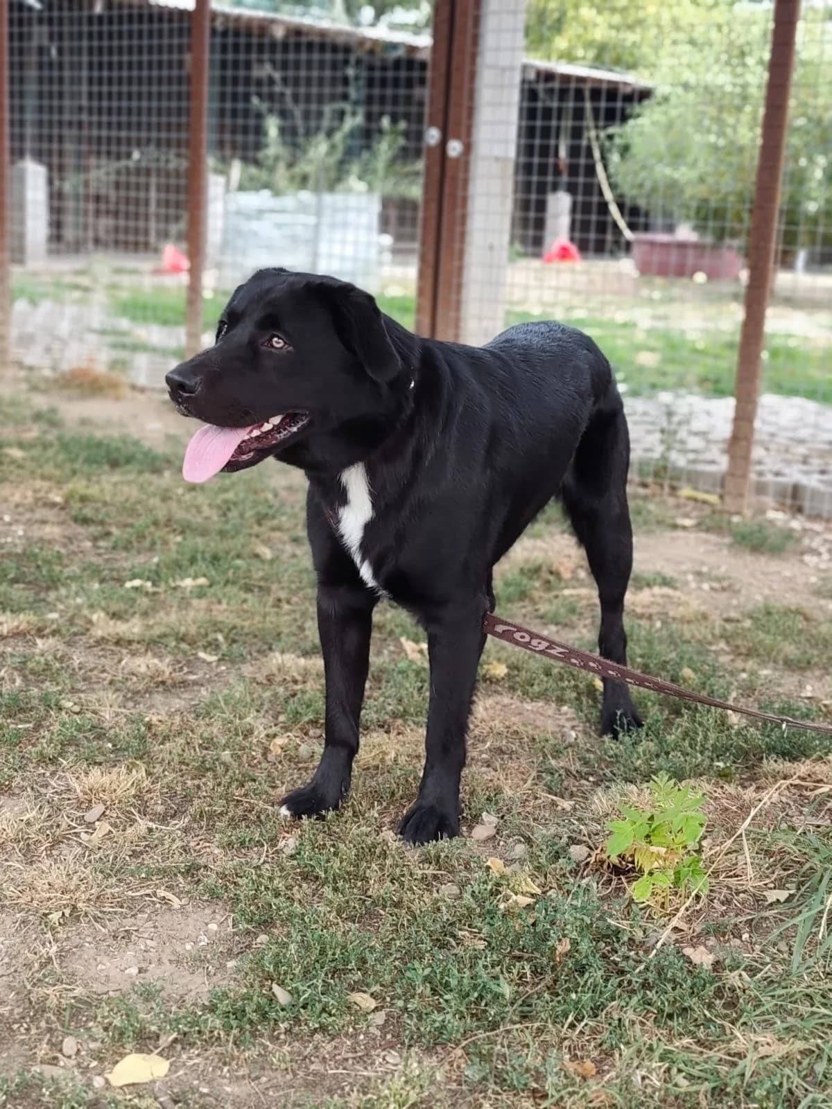 Stawo-Haribo, young Mixed Breed for adoption at Utulok Piestany, Utulek Piestany