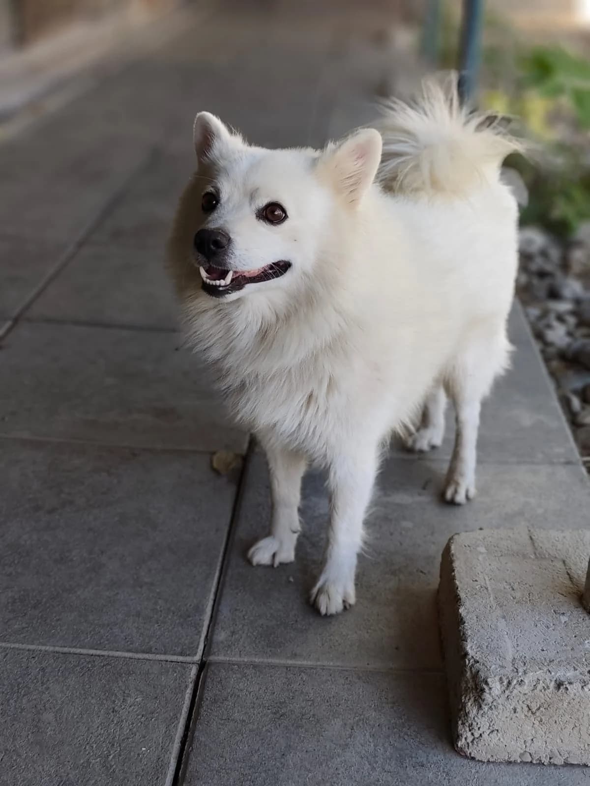 Vrčko, young Mixed Breed for adoption at Utulok Piestany, Utulek Piestany