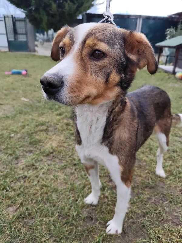 Maya, young Mixed Breed for adoption at Utulok Piestany, Utulek Piestany