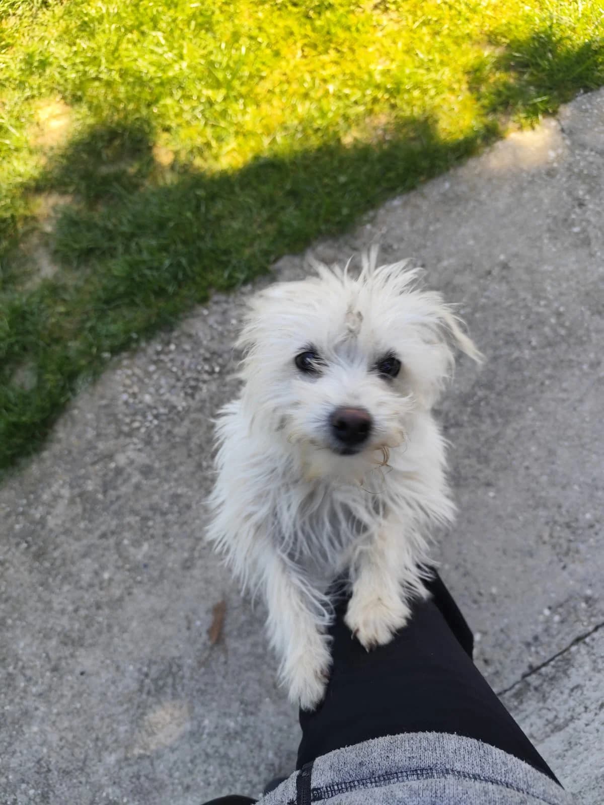Esta reservé, male puppy Mixed Breed for adoption at Utulok Piestany, Utulek Piestany
