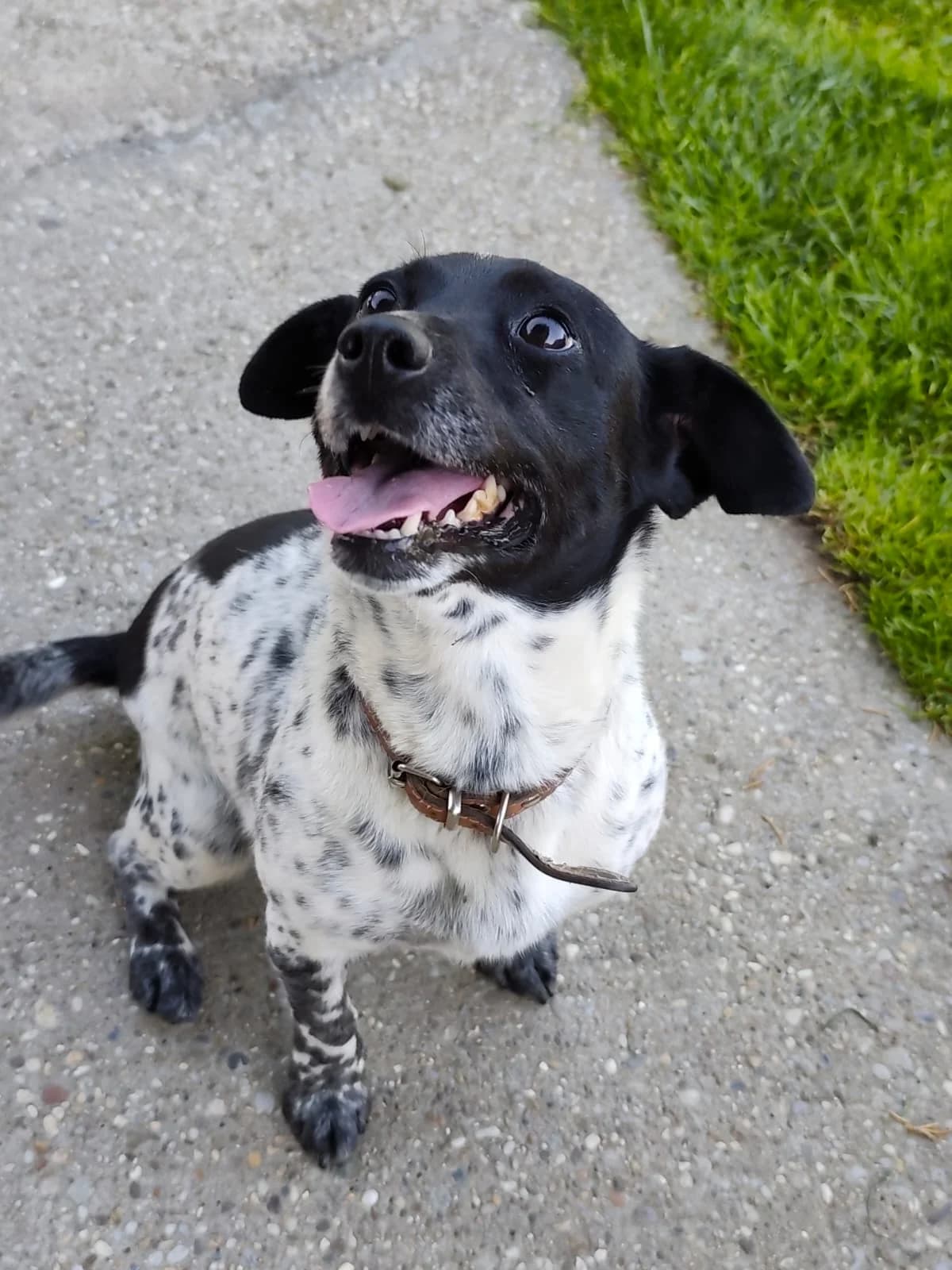 Nora, 4yo Mixed Breed for adoption at Utulok Piestany, Utulek Piestany