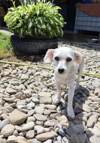 Fibi, 6yo Mixed Breed for adoption at Utulok Piestany, Utulek Piestany